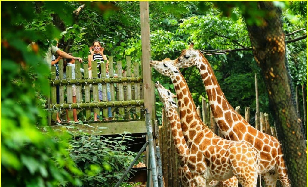 Zoológico do Bronx em Nova York Zoológico do Bronx em Nova York