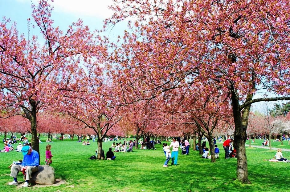 Jardim botânico do Brooklyn em Nova York Jardim botânico do Brooklyn em Nova York