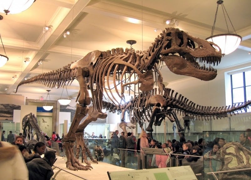 O que ver no quarto andar do Museu de História Natural em Nova York O que ver no quarto andar do Museu de História Natural em Nova York