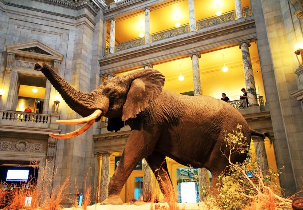 Museu de História Natural em Nova York Museu de História Natural em Nova York
