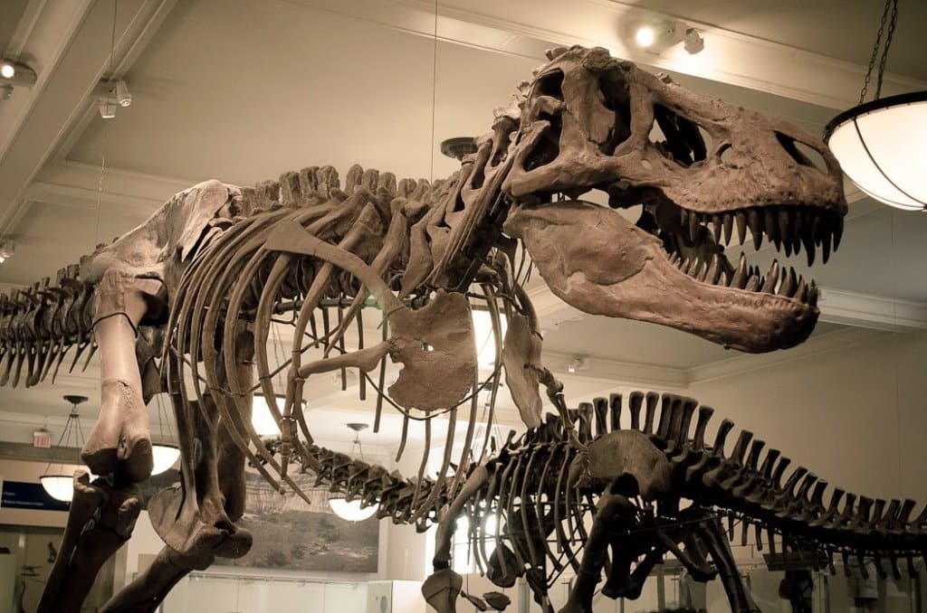 O que fazer em NY - Museu Historia Natural O que fazer em NY - Museu Historia Natural