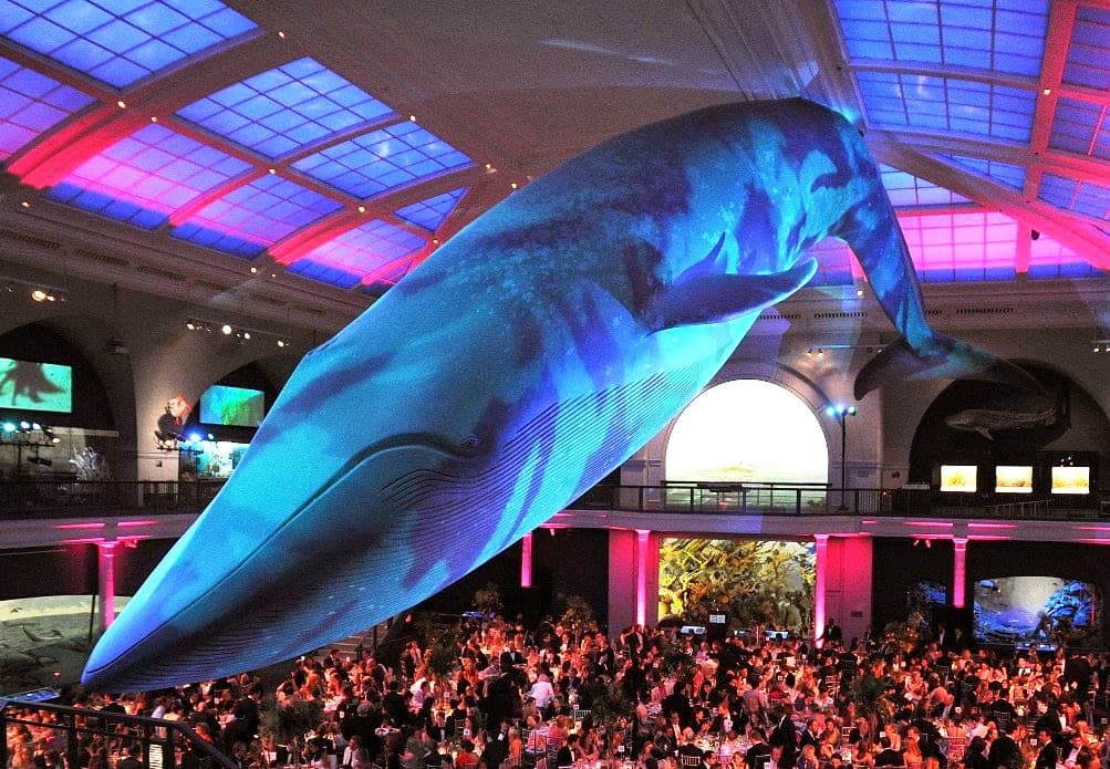 O que ver no primeiro andar do Museu de História natural em Nova York O que ver no primeiro andar do Museu de História natural em Nova York