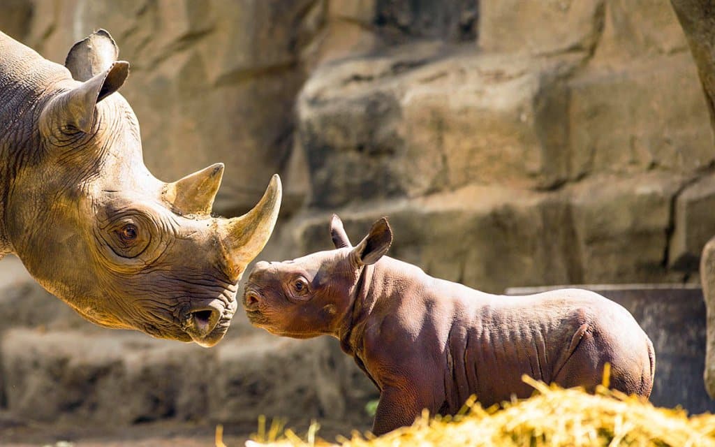 O que ver no Zoológico Lincoln Park Zoo O que ver no Zoológico Lincoln Park Zoo